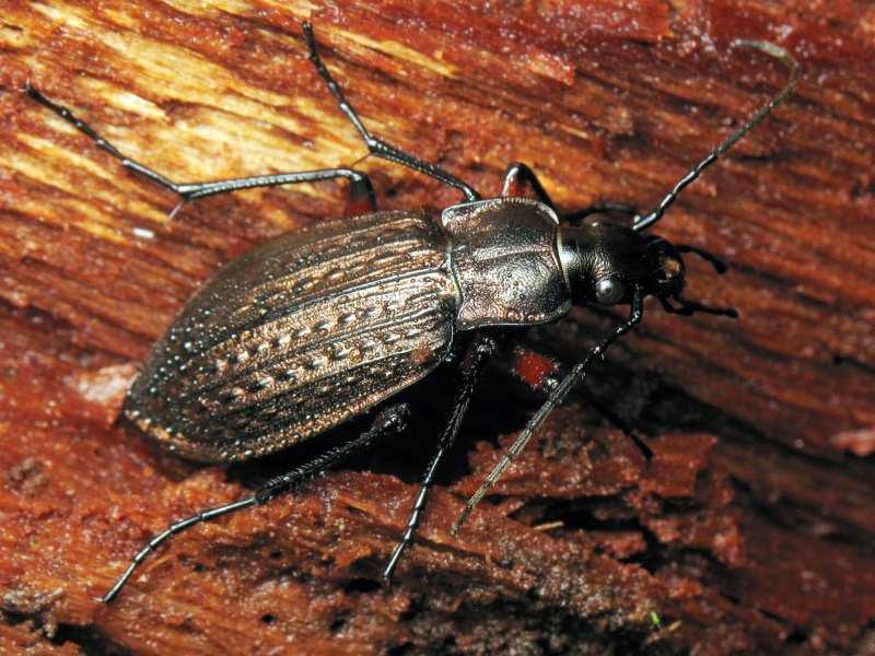 granulatus Linne, 1758